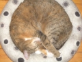 Katzenschlafring